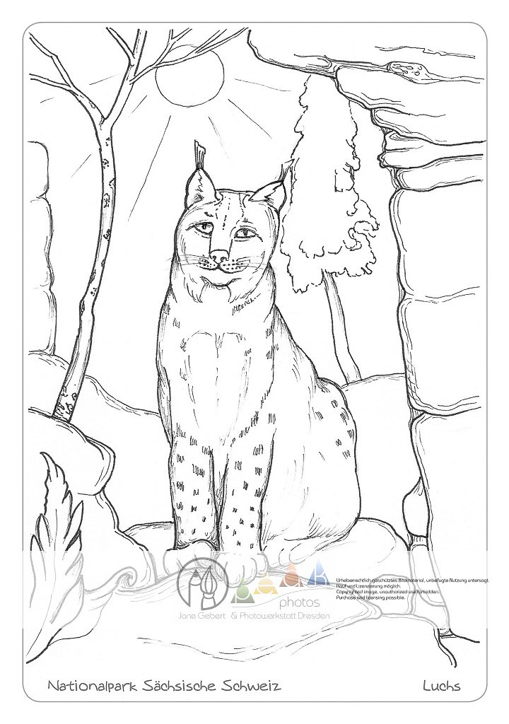 Die Postkarte zum Ausmalen; Postkarte Luchs. Beliebtes Motiv, das
Spielraum für flächige
als auch detaillierte
Gestaltung bietet. Der
Luchs ist Wahrzeichen
und Wappentier des Nationalparks
Sächsische
Schweiz und z. B. an der
Bergstation des Aufzugs
in Bad Schandau im
Tiergehege zu sehen.
