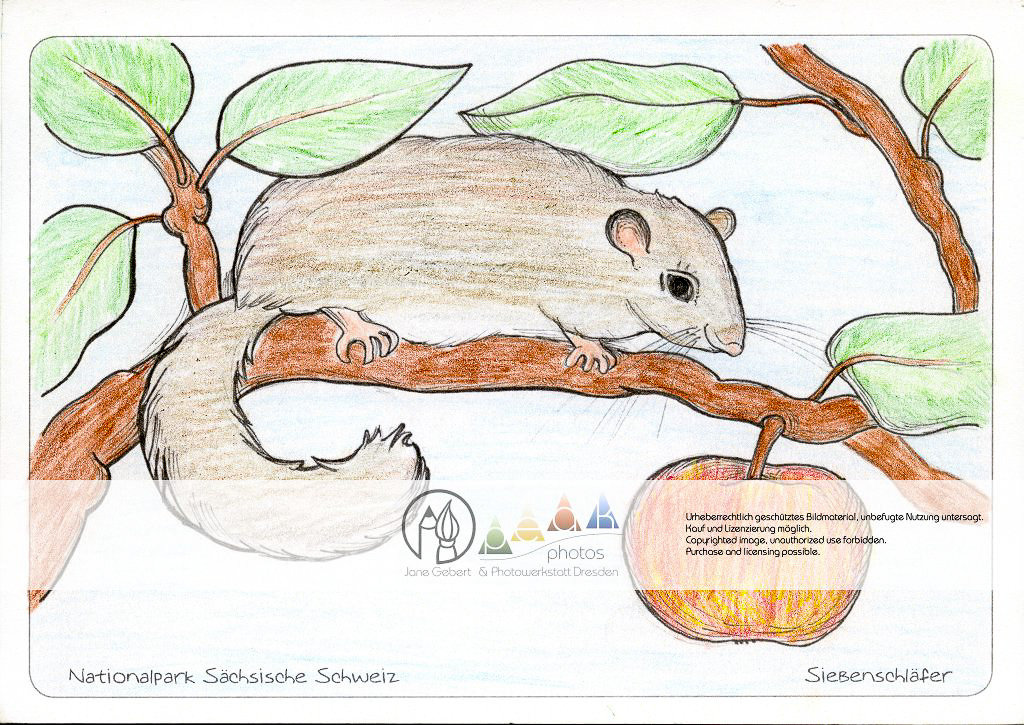 Die Postkarte zum Ausmalen; Postkarte Siebenschläfer. Der Siebenschläfer ist ein seltener,
scheuer Bewohner des Felsengebirges.
Das Motiv ist durch die großen Flächen
besonders für die jüngeren, wenig erfahrenen
Zeichner geeignet.