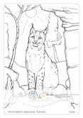 Die Postkarte zum Ausmalen; Postkarte Luchs. Beliebtes Motiv, das
Spielraum für flächige
als auch detaillierte
Gestaltung bietet. Der
Luchs ist Wahrzeichen
und Wappentier des Nationalparks
Sächsische
Schweiz und z. B. an der
Bergstation des Aufzugs
in Bad Schandau im
Tiergehege zu sehen.