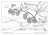 Die Postkarte zum Ausmalen; Postkarte Elbbogen am Lilienstein. Nicht nur Fels und Wald gibt es zu beobachten.
Was wächst am Wegrand, was
krabbelt und fliegt umher? Sind die Beeren
schon so reif, dass man sie essen kann?
Welche Farbe haben sie dann? Und was
gibt es auf der Elbe zu sehen?